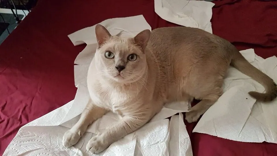 Ringo