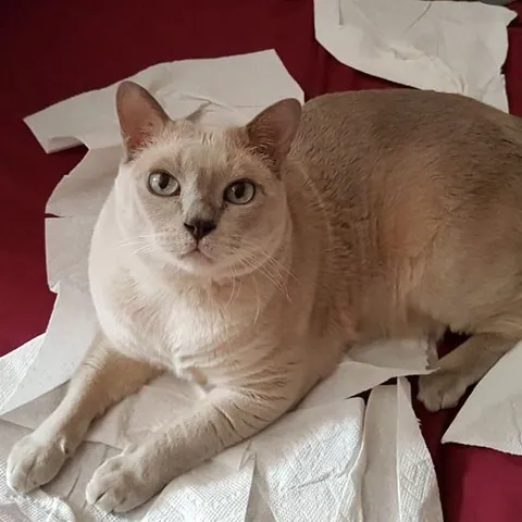 Ringo