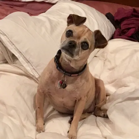 Penny