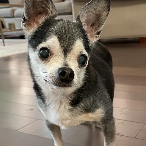 Munchkin