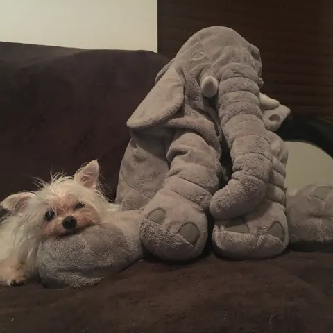 Tilly