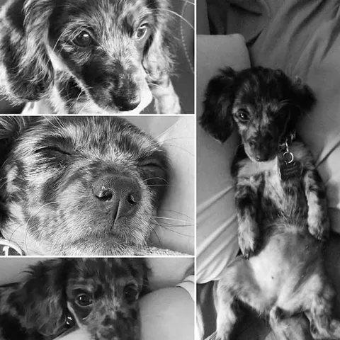 Lola